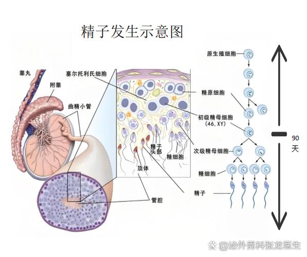 精子是怎么生成的