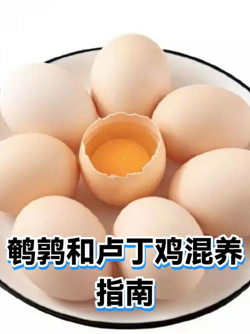 大小鸡混养最佳方法