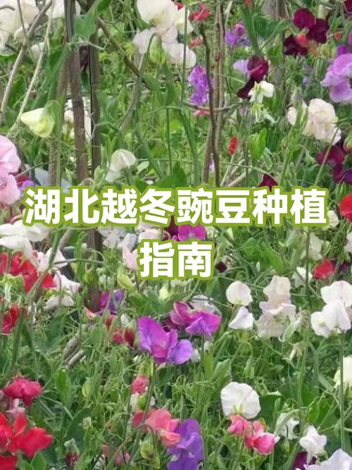 越冬豌豆的种植方法和时间