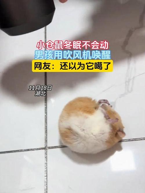 仓鼠可以吹暖气吗