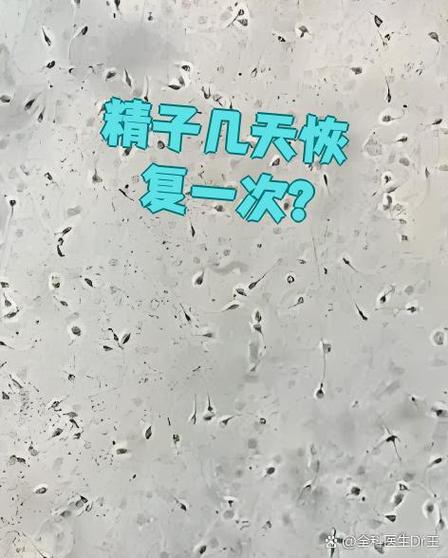 男性生精需要几天恢复正常