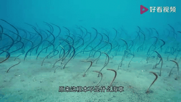 海草海草海草海草随风飘摇