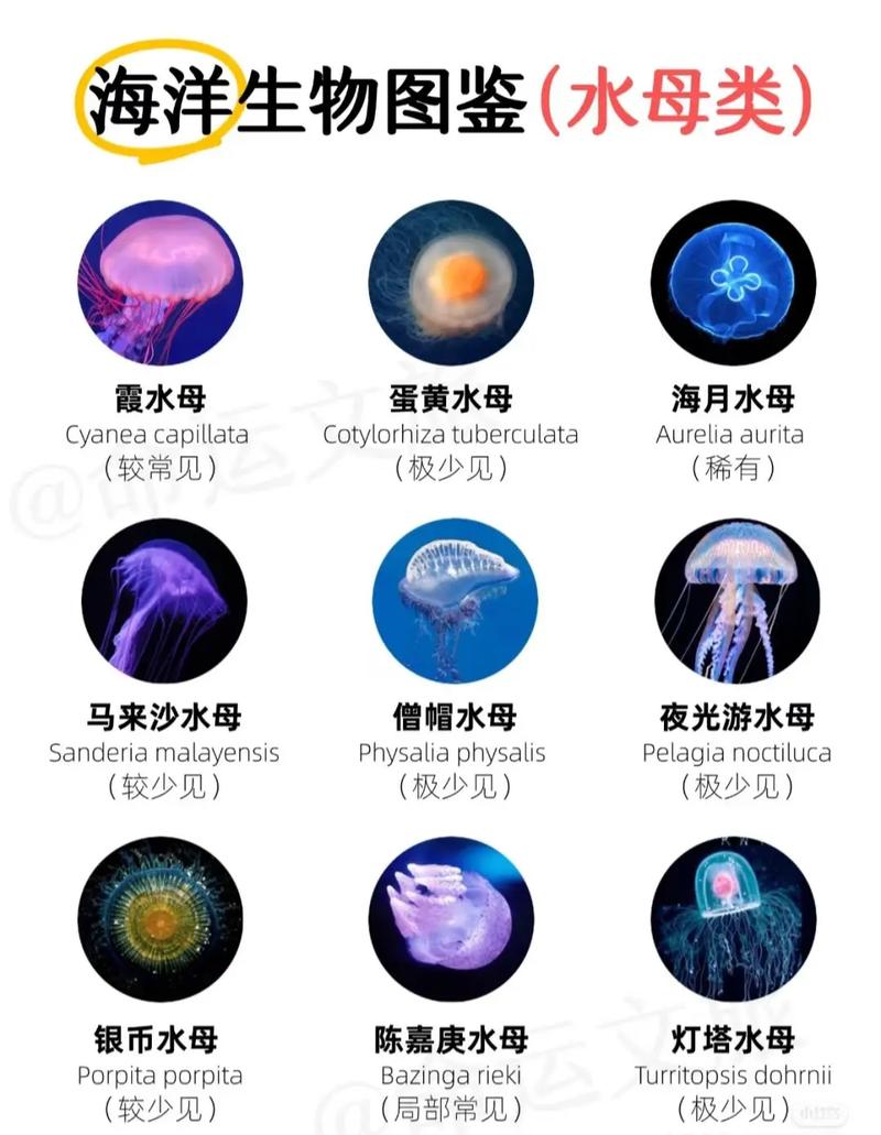 水母长什么样子图片