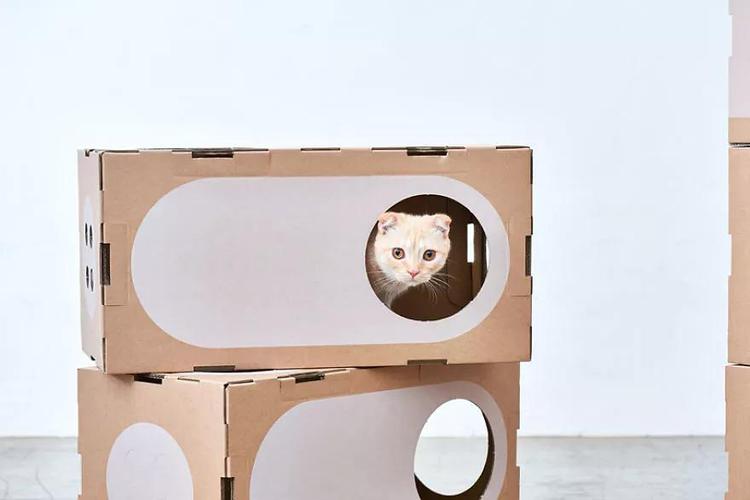 用纸箱自制简易猫咪玩具