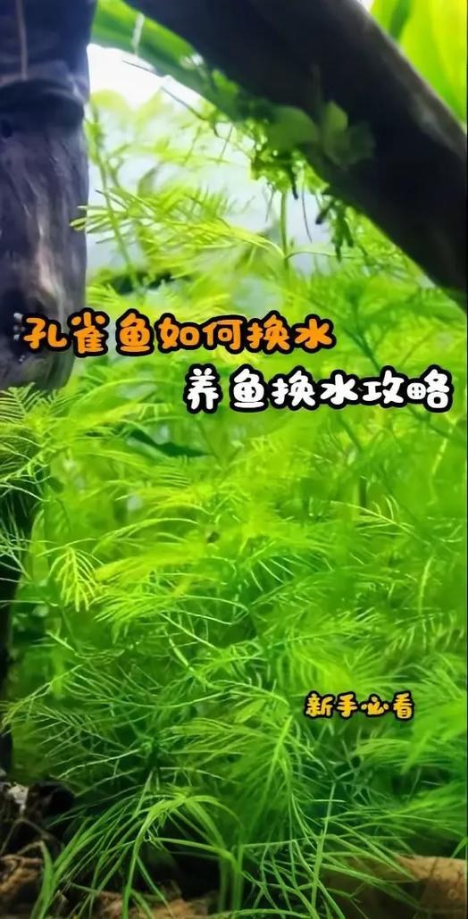 鱼缸晚上能换水吗