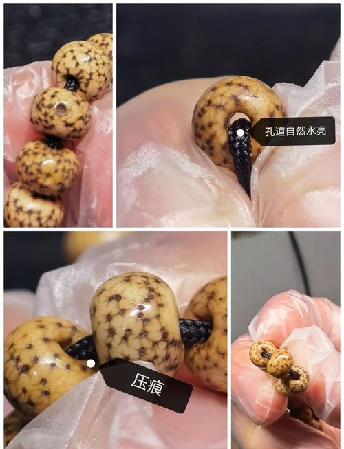 星月宝app登录不了