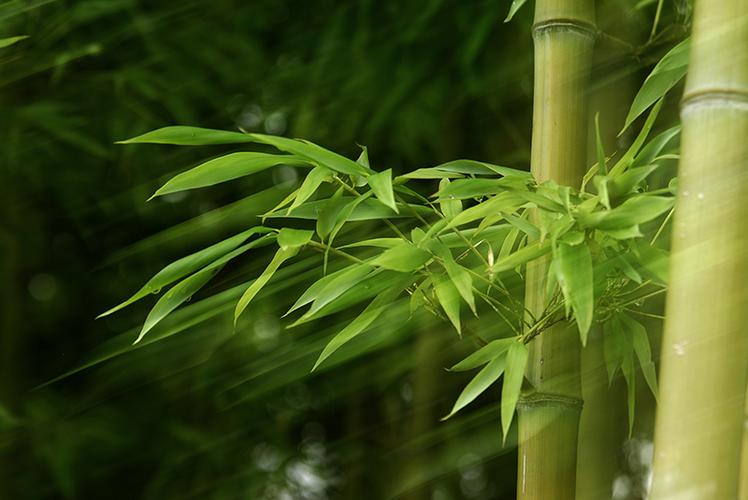 借物抒情的作文400竹子