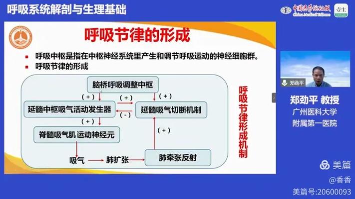 呼吸节律的形成机制