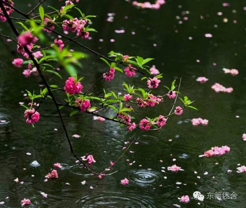 落花的67个雅称