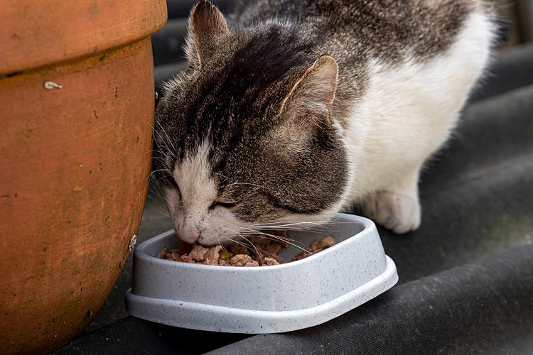 虎斑猫最爱吃三种东西