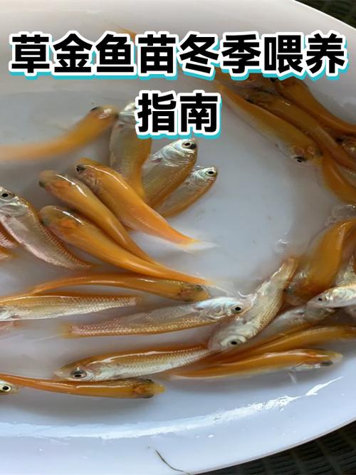 草金鱼吃小鱼么