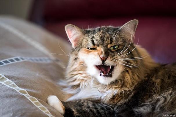 猫天天晚上叫是什么情况