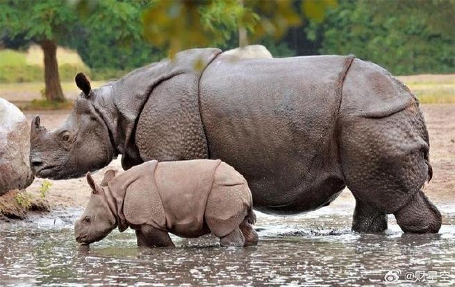 rhinoceros犀牛
