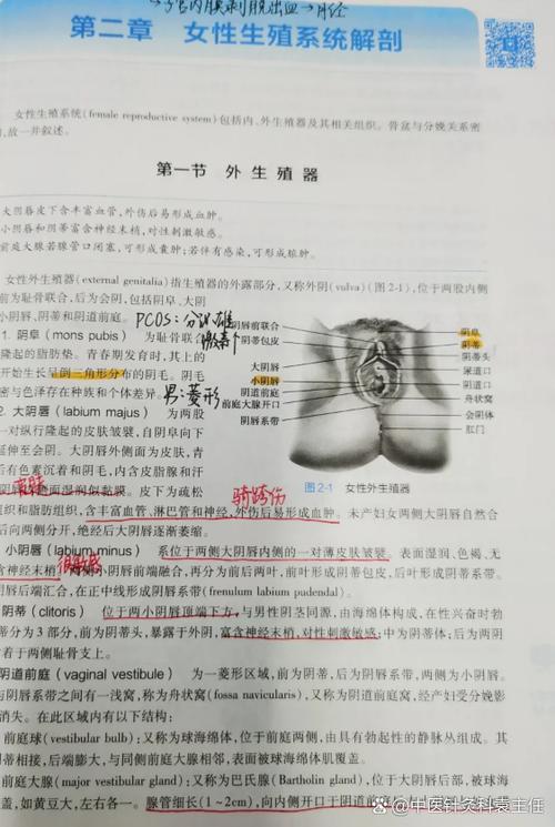 女性身体各部位名称