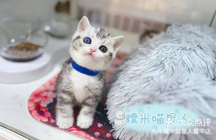 美短起司猫的优缺点