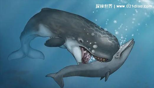 虎鲸大战巨齿鲨