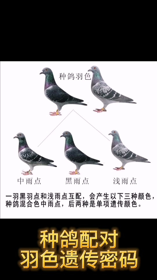 红二线的最佳配对