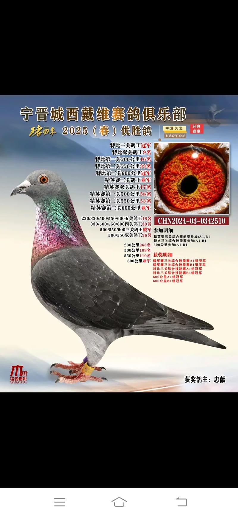 中国信鸽信息网首页网