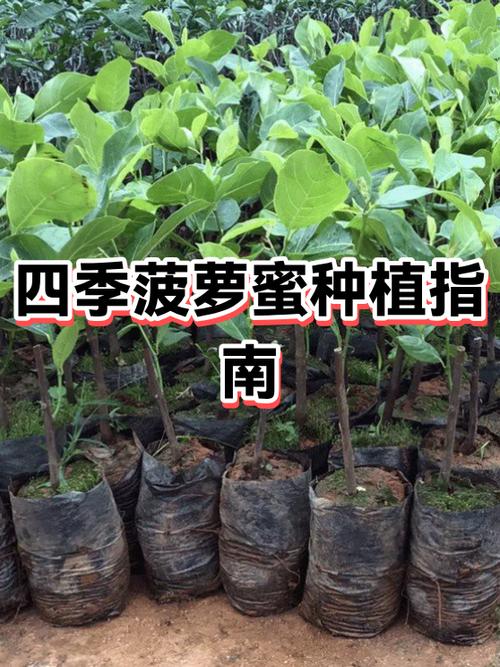 秋葵丝瓜草莓菠萝蜜的功效是什么