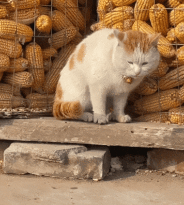 猫看见不干净东西举动