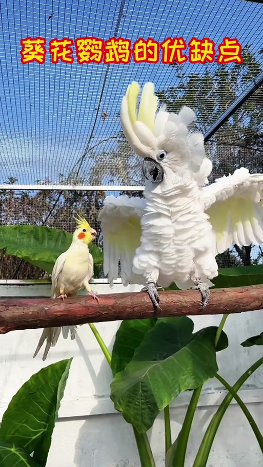 葵花鹦鹉吧