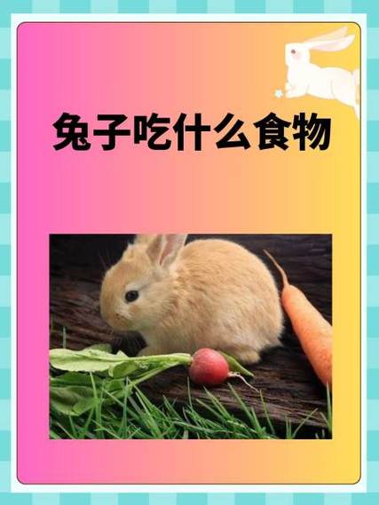 哪个省吃兔子