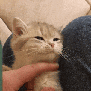 小猫是啥意思黄腔
