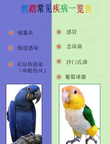 鹦鹉生病的治疗方法