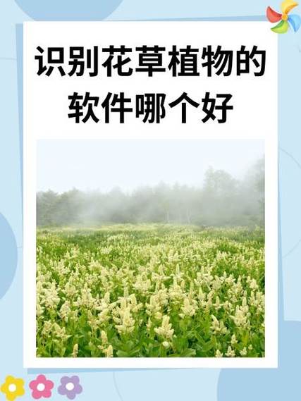 拍图识别植物的软件