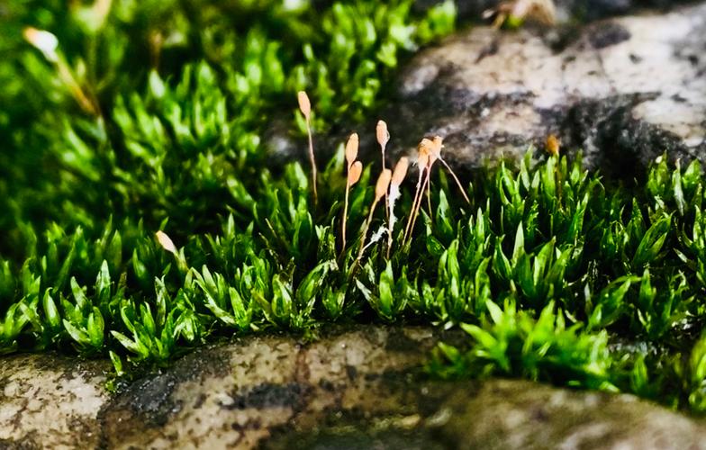 苔藓和青苔的区别