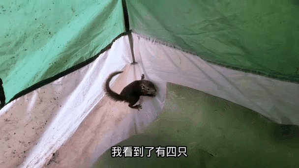 松鼠进宅暗示什么