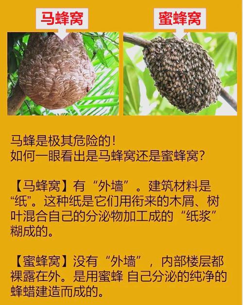 马蜂窝和蜜蜂窝的区别