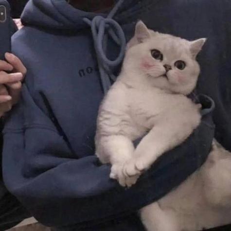 男人口中的猫是什么意思