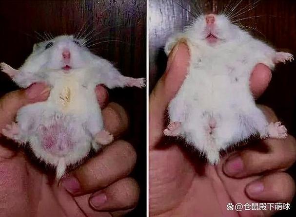 一公一母仓鼠晚上为什么会叫