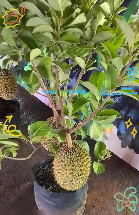 榴莲盆栽图片