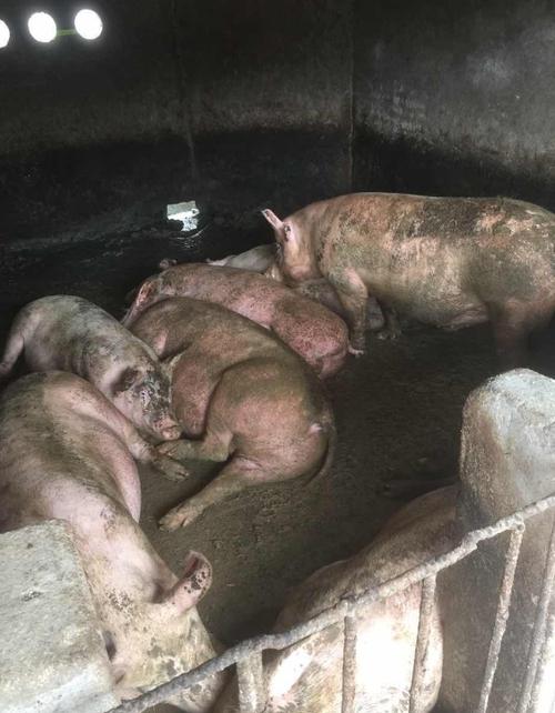 发酵床养猪视频完整版最新