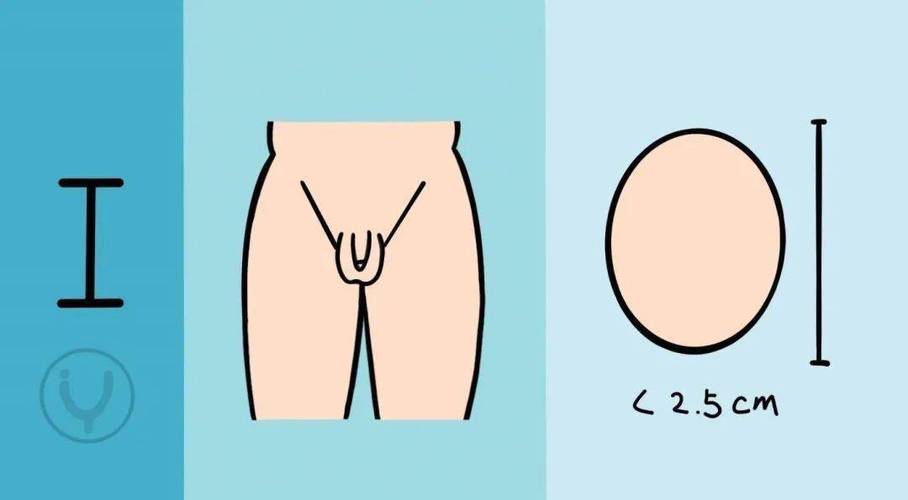 男孩生殖发育标准图