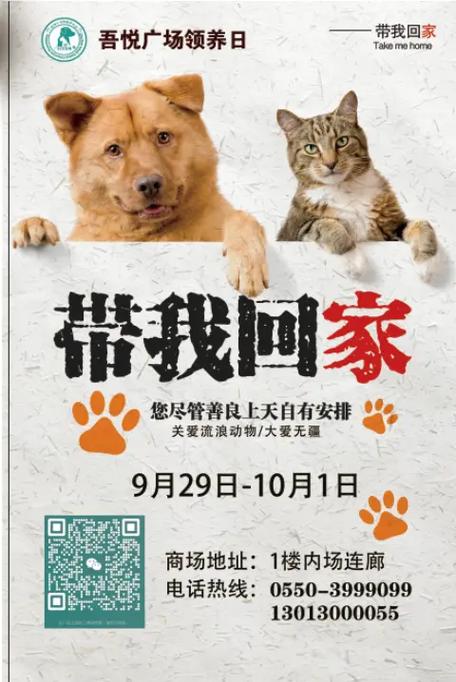 猫咪求领养怎么写才能吸引人