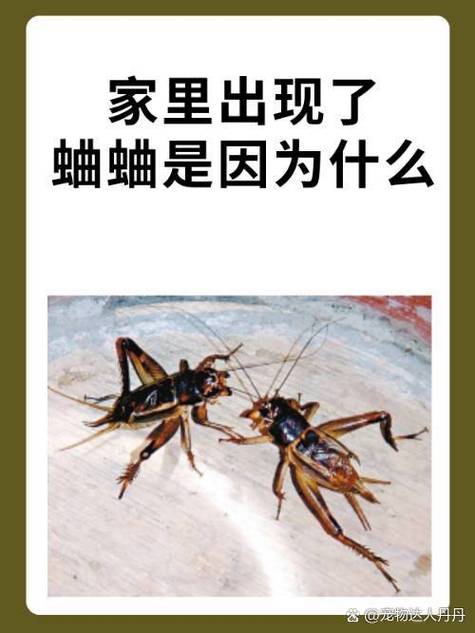 家里突然有蟋蟀叫预示