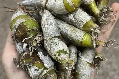 虎牙绑定的手机号丢了