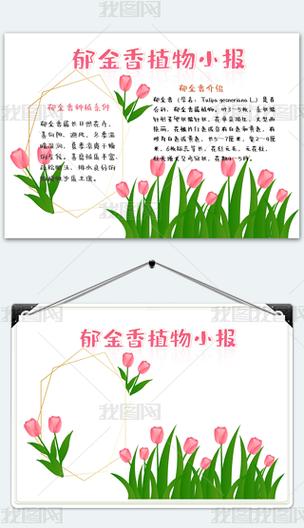 郁金香的简单介绍