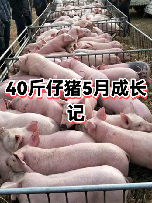 30-40斤小猪价格表今天