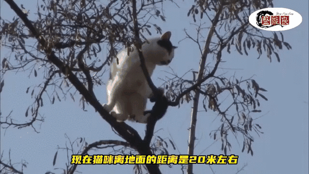 猫咪被困119不管咋办