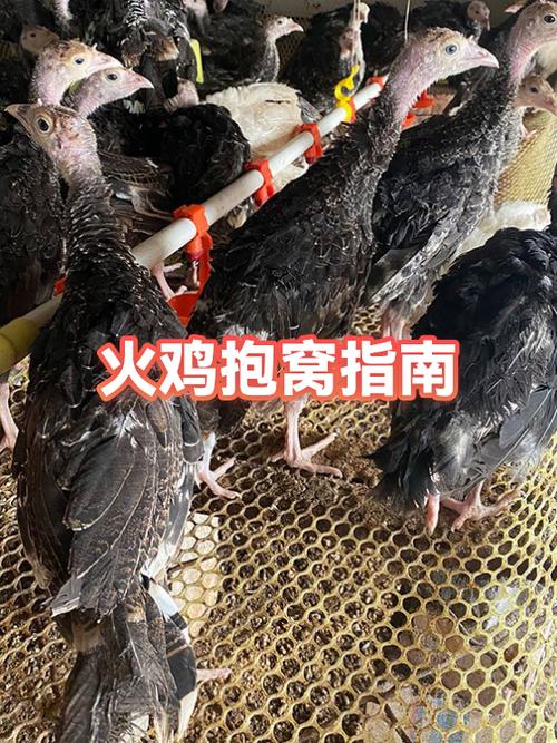 母鸡抱窝几月份最佳