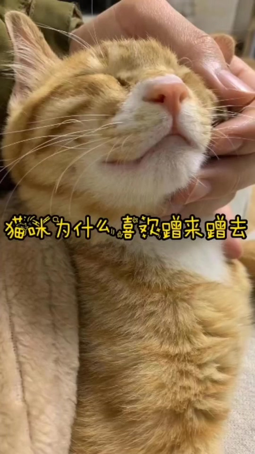 猫咪老是蹭来蹭去怎么回事
