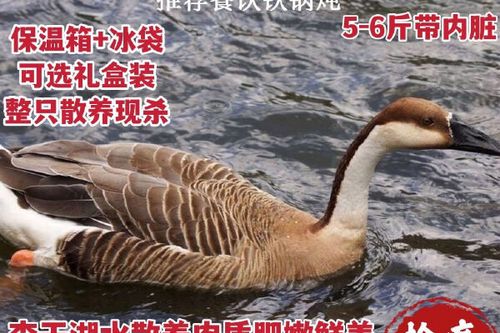 鹅的正确宰杀方法