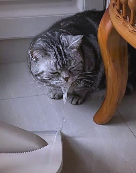 猫咪吐泡沫一样的口水