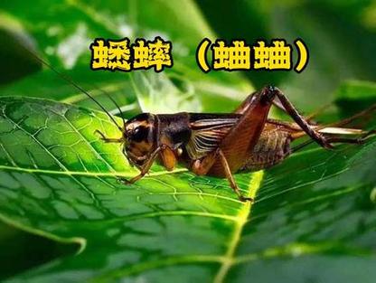 蛐蛐晚上睡觉吗