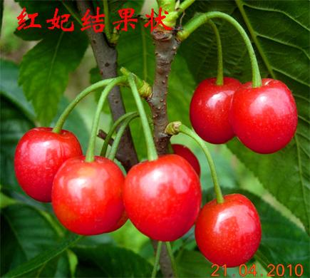 红妃樱桃是淘汰品种吗
