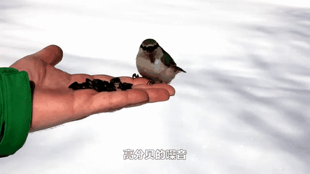 鸟最怕的三种东西